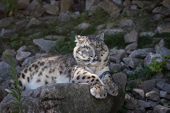 Snow leopard