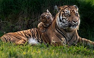 Sumatran Tiger Cub