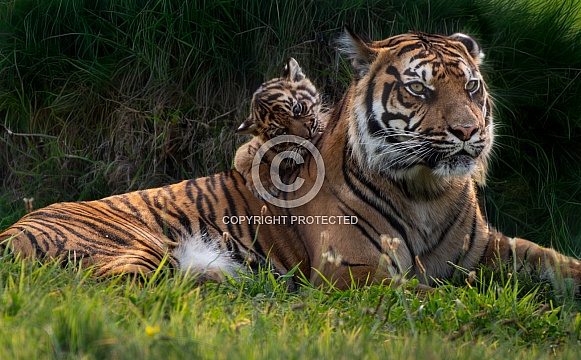 Sumatran Tiger Cub