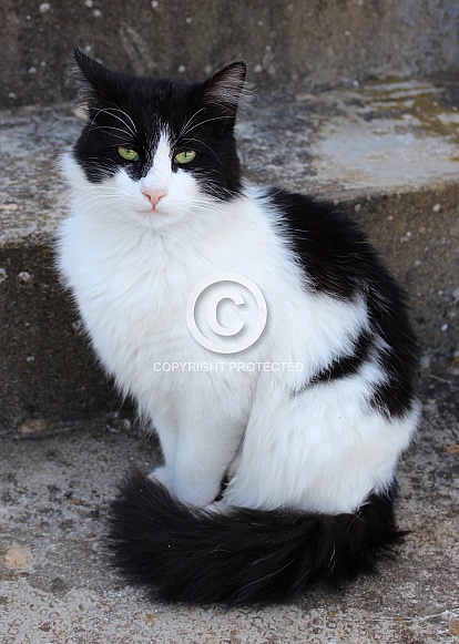 Black and White Tuxedo Longhaired Cat