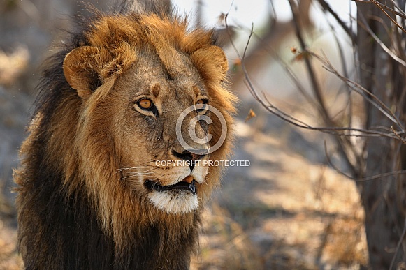 African lion portrait