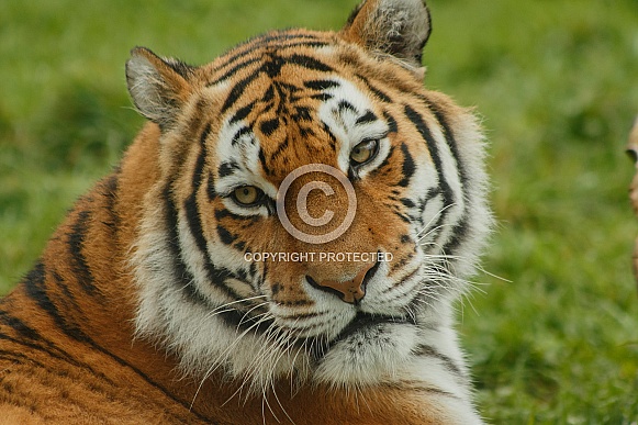 Amur Tiger Close Up Looking Over Shoulder