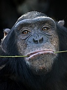 Chimpanzee (Pan troglodytes)