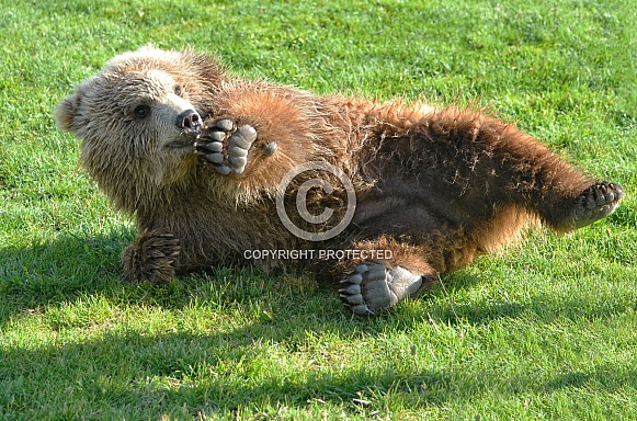 Wet Grizzly Bear Cub