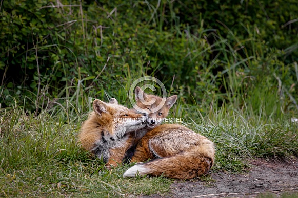 Red Fox--Red Fox Nuggies