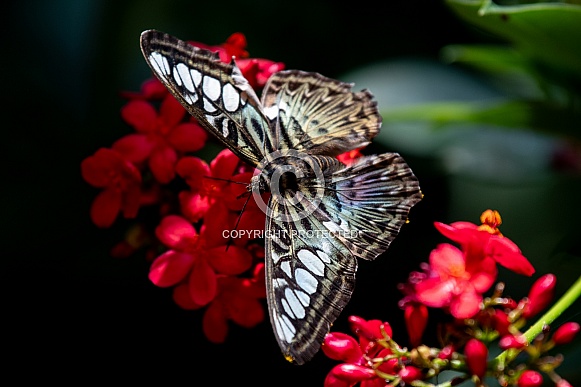 iridescent butterfly on flowers