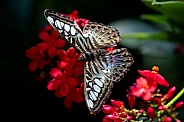 iridescent butterfly on flowers