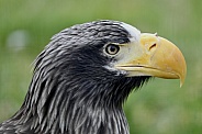 steller sea eagle
