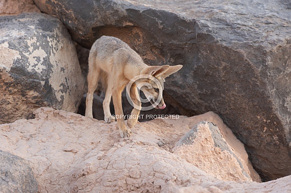 Kit Fox, Vulpes macrotis