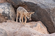 Kit Fox, Vulpes macrotis