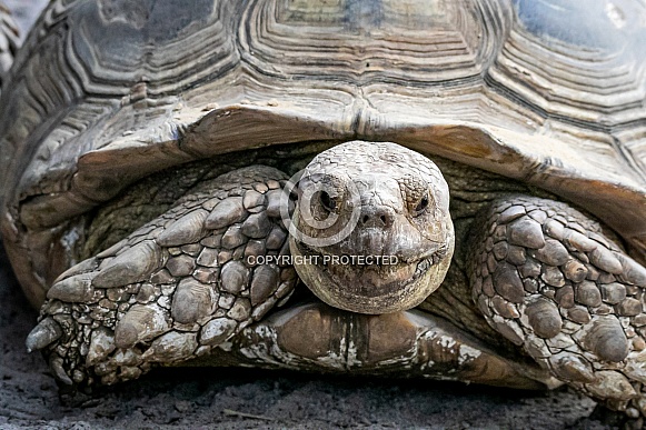African Spurred Tortoise African Spurred Tortoise