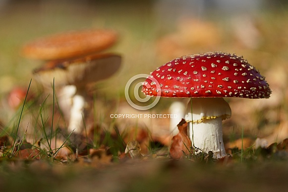 Fly Agaric Mushroom Fly Agaric Mushroom