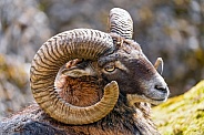 Portrait of a male mouflon