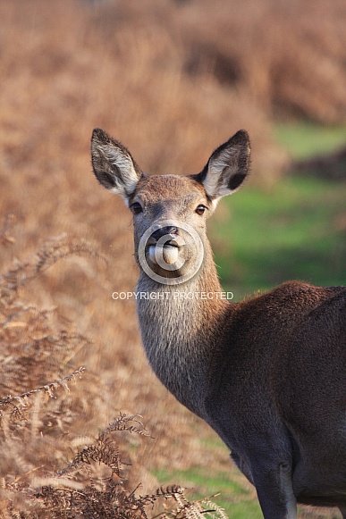 Red Deer Doe