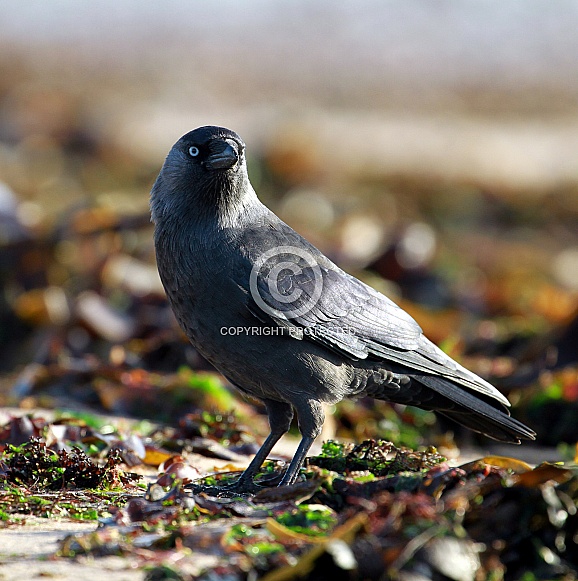 Jackdaw