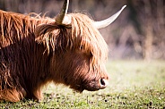 Highland Cow lying on the grass
