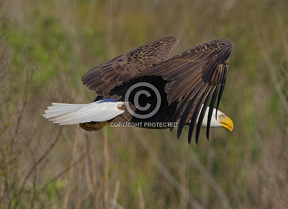 Bald Eagle