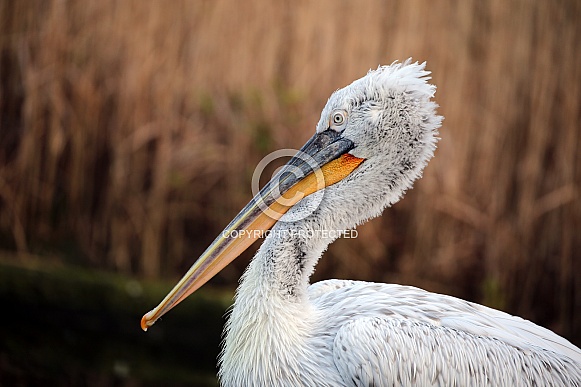 Dalmatian pelican (Pelecanus crispus)