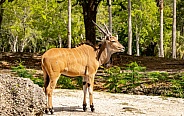 Giant Eland Antelope