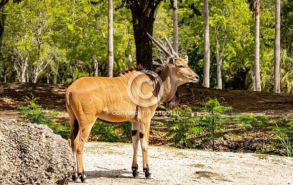 Giant Eland Antelope