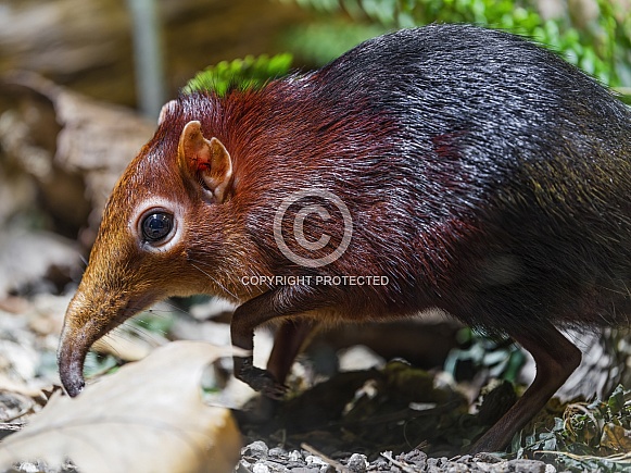 Black and rufous sengi Black and rufous sengi