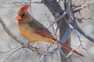 Female Northern Cardinal