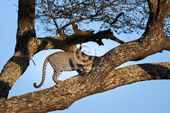 African leopard in a tree at sunset