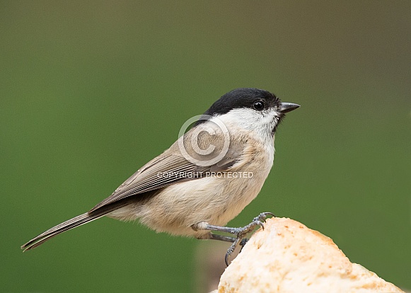 Willow Tit