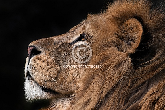 African Lion Side Profile