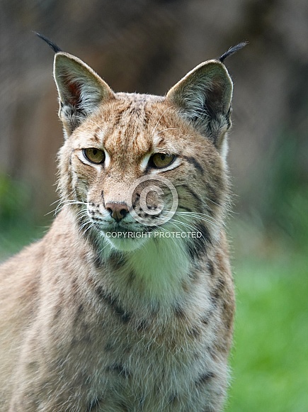 Eurasian Lynx Eurasian Lynx