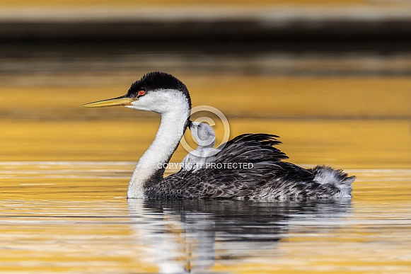 Western Grebe Western Grebe