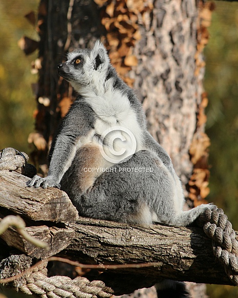 Ring-Tailed Lemur