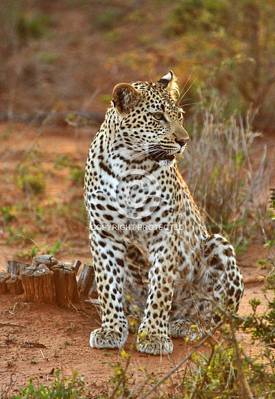 Leopard
