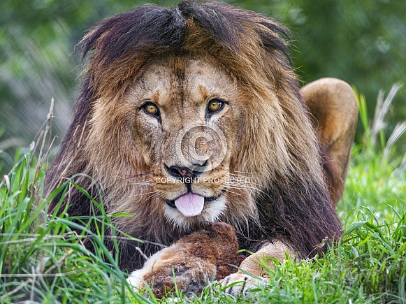 Lion showing tongue
