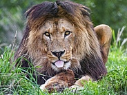 Lion showing tongue