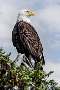 Bald Eagle--Treetop Bald Eagle
