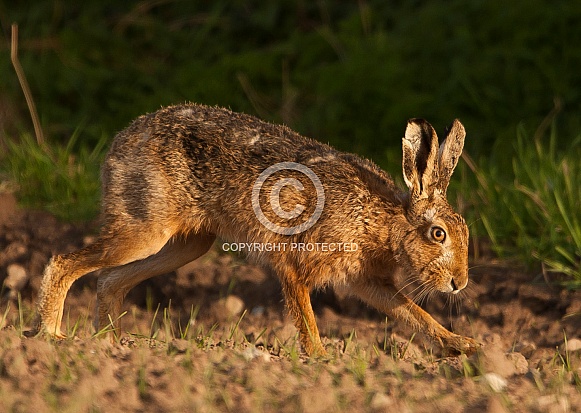 Brown Hare