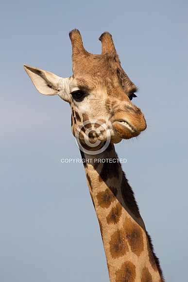 Giraffe