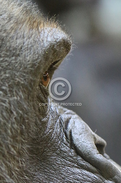 western lowland gorilla