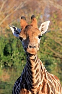 Nubian giraffe (Giraffa camelopardalis camelopardalis)