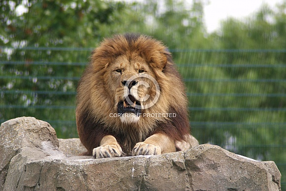 African lion
