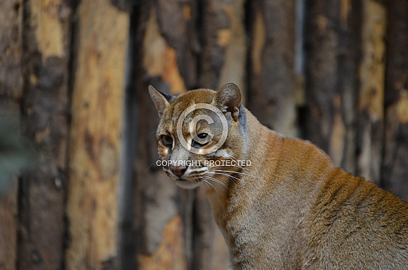 Asian golden cat Asian golden cat