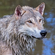 Tundra Wolf Portrait