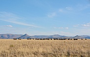 Black Wildebeest habitat