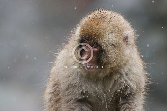 Snow monkey (Japanese Macaque)