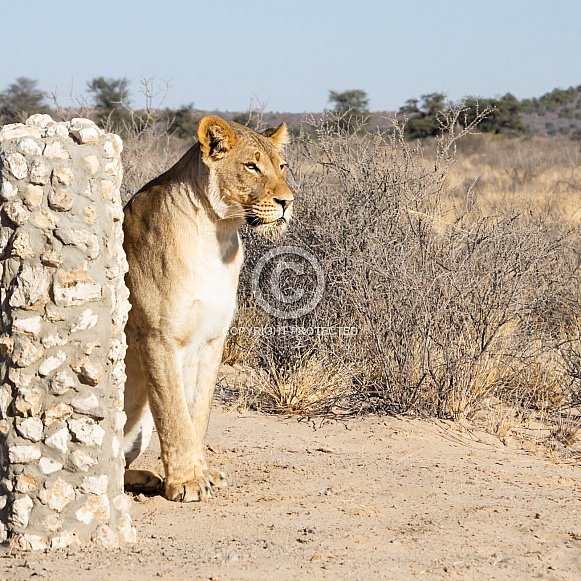 Female Lion Female Lion