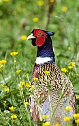 Pheasant