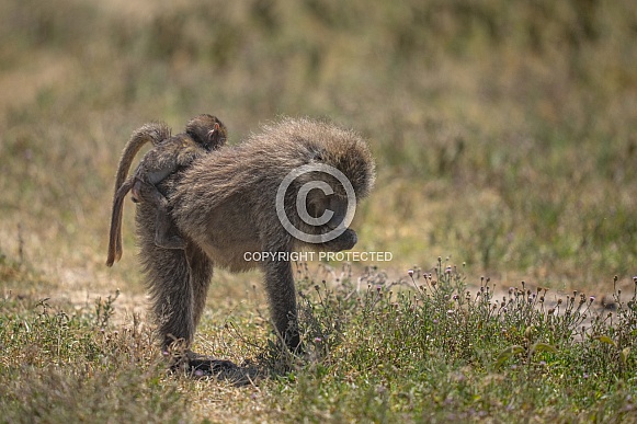 Mother baboon with baby on her back Mother baboon with baby on her back