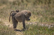 Mother baboon with baby on her back