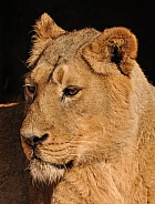 asiatic Lioness